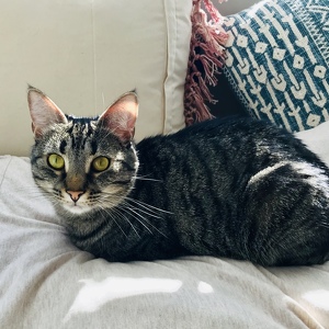 Fundraising Page: Meredith Ross